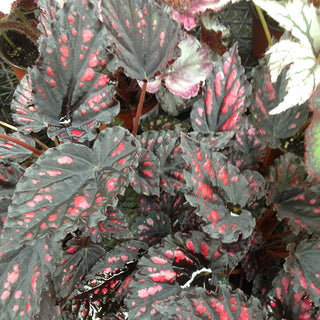 Begonia 'Etna'