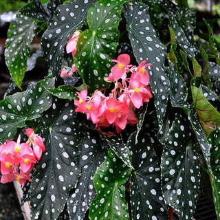 Begonia 'Flamingo Queen'