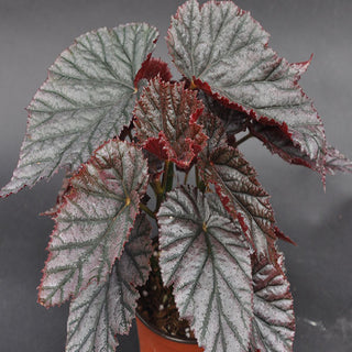Begonia 'Gypsy Rose'