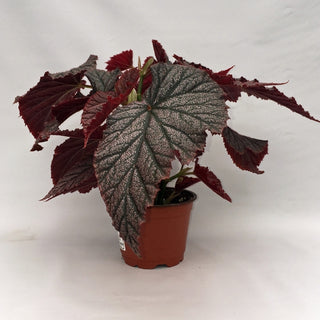 Begonia 'Gypsy Rose'