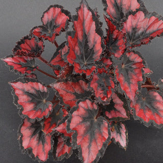 Begonia 'Harmony's Red Robin'