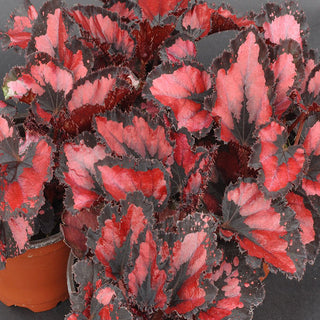 Begonia 'Harmony's Red Robin'