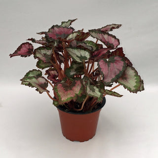 Begonia 'Harmony's Red Robin'