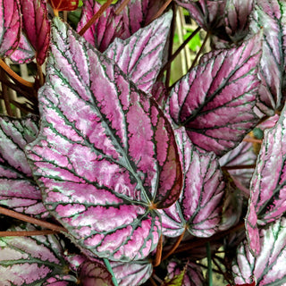 Begonia 'Hugh McLauchlan'