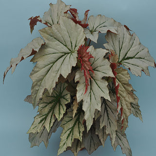 Begonia 'Looking Glass'