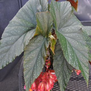 Begonia 'Lucerna'
