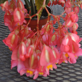 Begonia 'Lucerna'