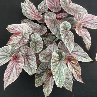 Begonia 'Maurice Amey'