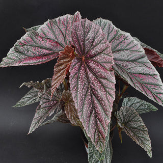 Begonia 'Maurice Amey'