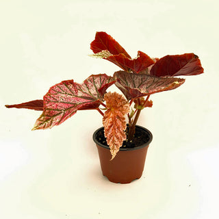 Begonia 'Maurice Amey'