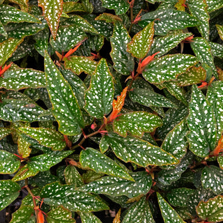 Begonia 'Medora'
