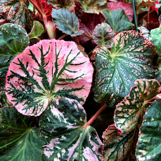 Begonia 'Midnight Sun'