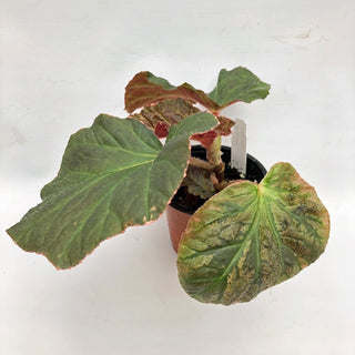 Begonia 'Midnight Sun'