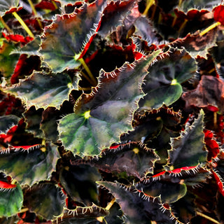 Begonia 'Mini Melbourne'