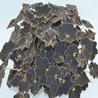 Begonia 'Mini Mo'
