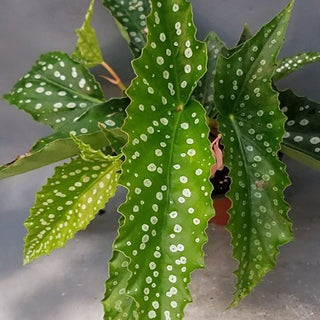 Begonia 'My Special Angel'