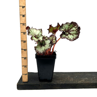 Begonia 'Steve's Leaves Phantom'