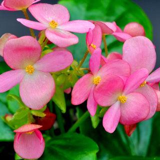 Begonia 'Pink African Violet'