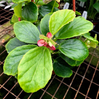 Begonia 'Pink African Violet'
