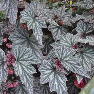 Begonia 'Pink Minx'