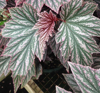Begonia 'Pink Minx'