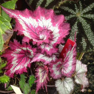 Begonia 'Raspberry Torte'