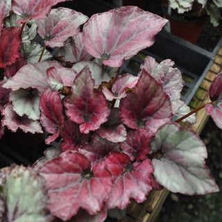Begonia 'Red Bull'