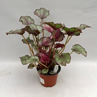 Begonia 'Red Bull'