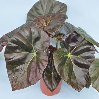Begonia 'Red Fred'