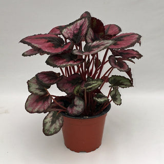Begonia 'Red Kiss'