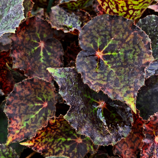 Begonia 'Red Planet'