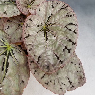Begonia 'Silver Dollar'