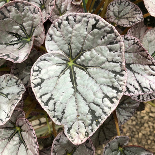 Begonia 'Silver Dollar'
