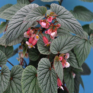 Begonia 'Sinbad'