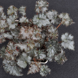 Begonia 'Small Change'