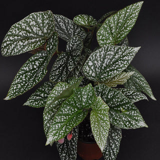 Begonia 'Snow Capped'