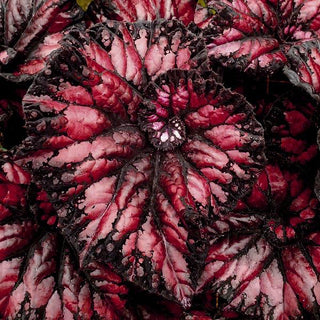 Begonia 'Steve's Leaves Phantom'