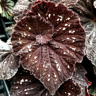 Begonia 'Steve's Leaves Midnight Skies'