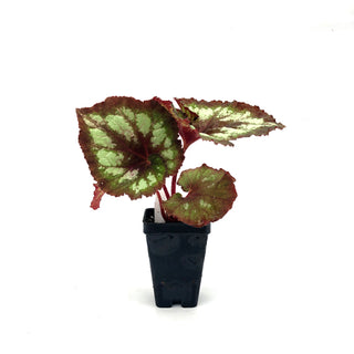 Begonia 'Steve's Leaves Midnight Skies'