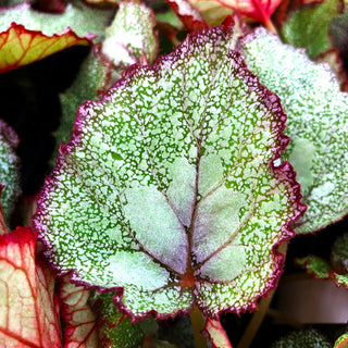 Begonia 'Steve's Leaves Mother of Pearl'