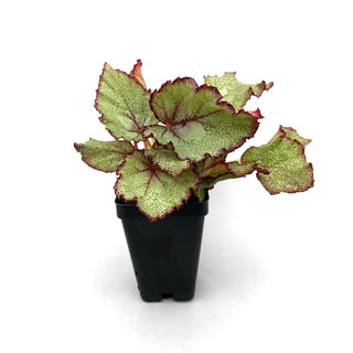 Begonia 'Steve's Leaves Mother of Pearl'