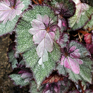 Begonia 'Steve's Leaves Mother of Pearl'