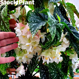 Begonia 'Steve's Leaves Mr. Miller'