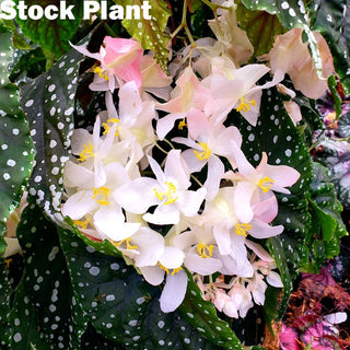 Begonia 'Steve's Leaves Mr. Miller'
