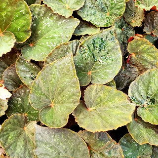 Begonia 'Taconite'