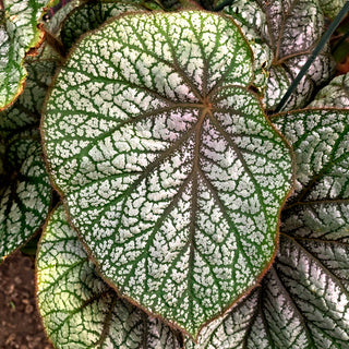 Begonia U309