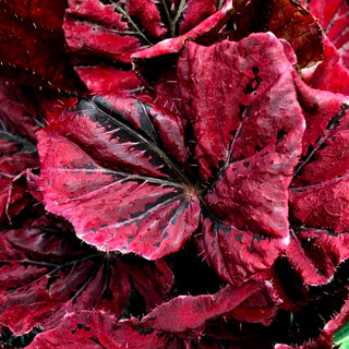 Begonia 'Venetian Red'