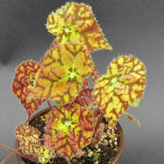 Begonia 'Vivaldi'