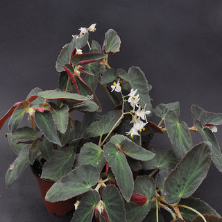 Begonia 'Withlacoochee'