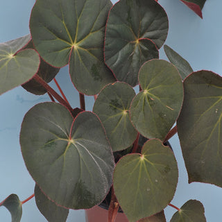 Begonia acetosa